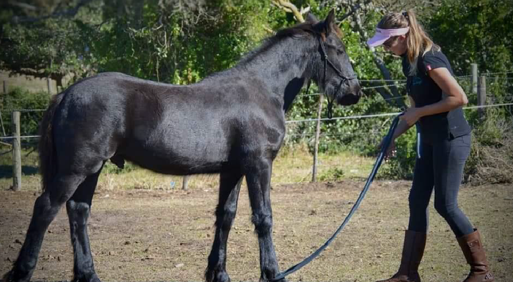 Horse Foundation Training by Equine Lingo