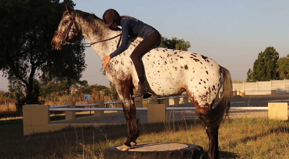 Horse Foundation Training by Equine Lingo