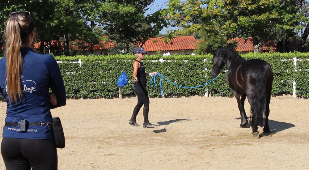 Horse Foundation Training by Equine Lingo