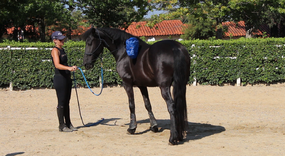 Horse Foundation Training by Equine Lingo