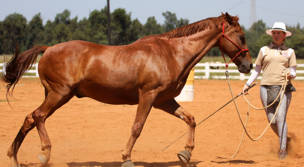 Horse Foundation Training by Equine Lingo