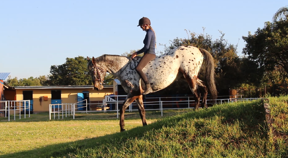 Horse Foundation Training by Equine Lingo