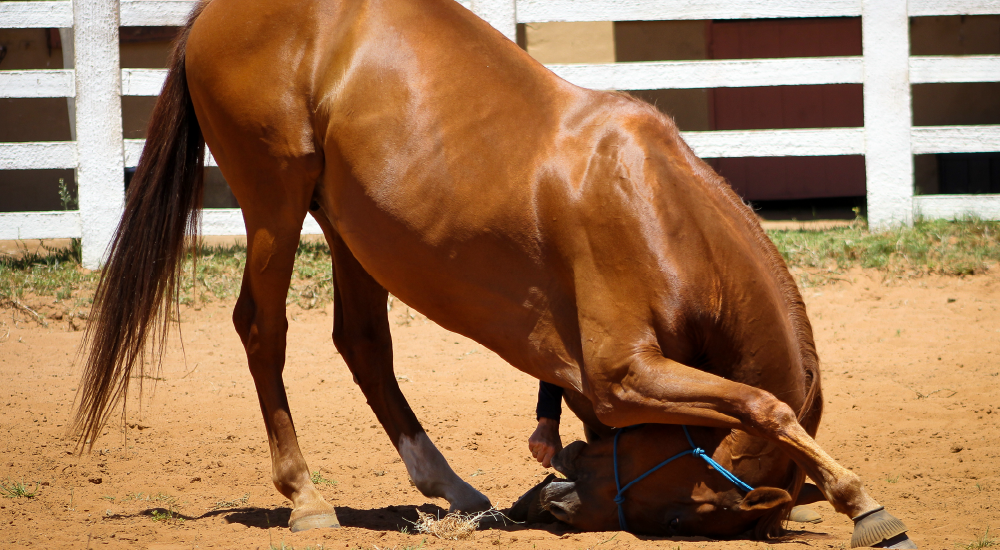 Horse liberty and trick training by Equine Lingo