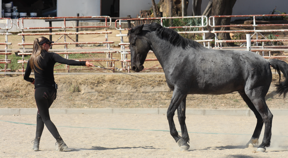Horse liberty and trick training by Equine Lingo
