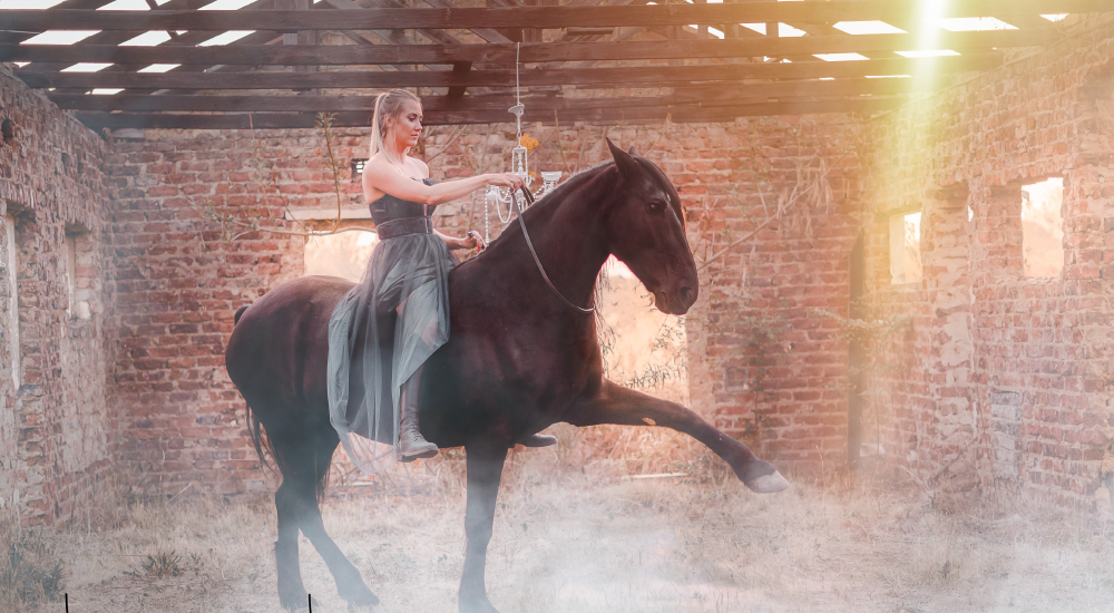 Horse liberty and trick training by Equine Lingo