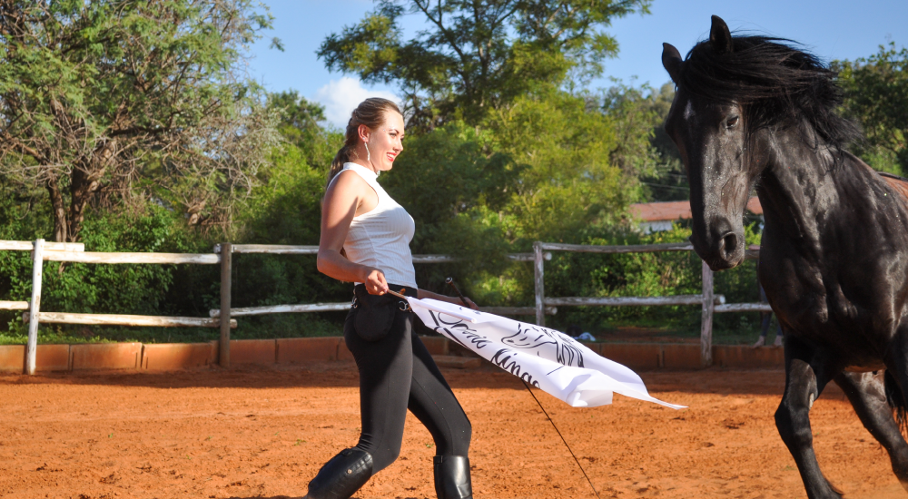 Horse liberty and trick training by Equine Lingo