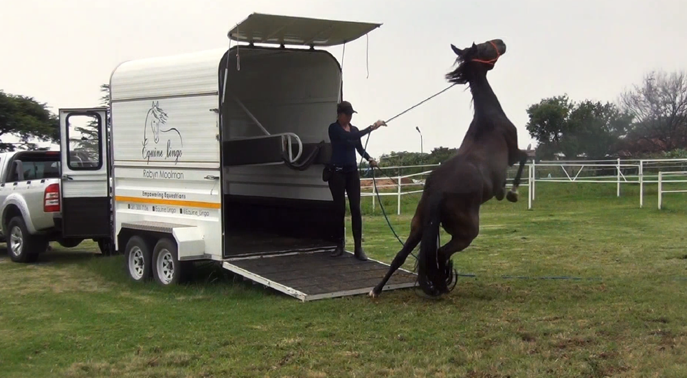 Equine Lingo Problem Behaviour Solutions