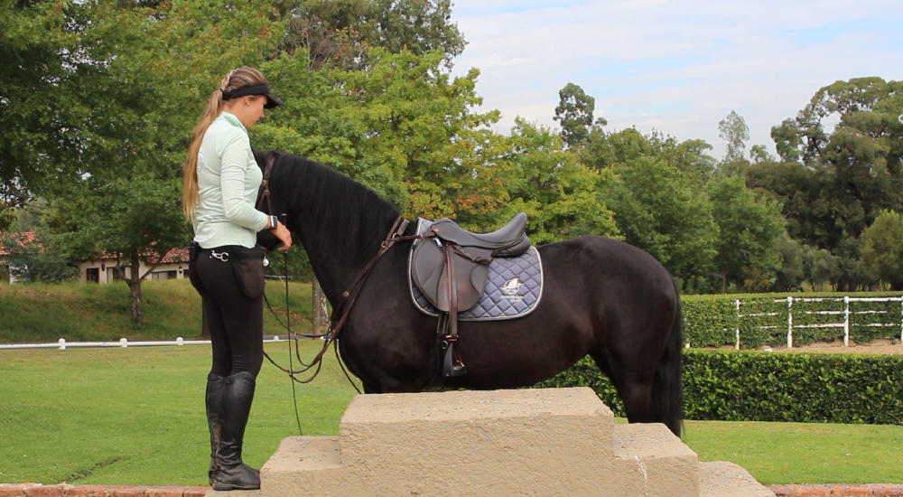 Equine Lingo Problem Behaviour Solutions