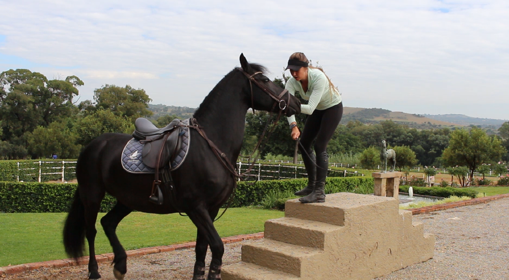 Equine Lingo Problem Behaviour Solutions