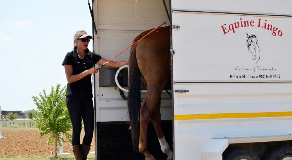 Equine Lingo Problem Behaviour Solutions
