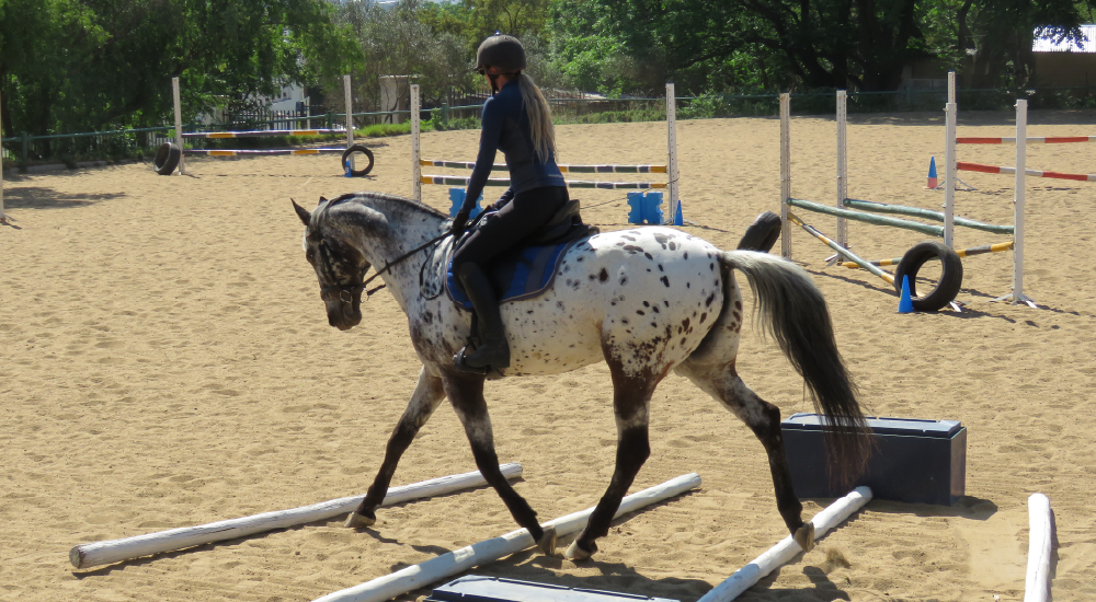 Horse Training by Equine Lingo