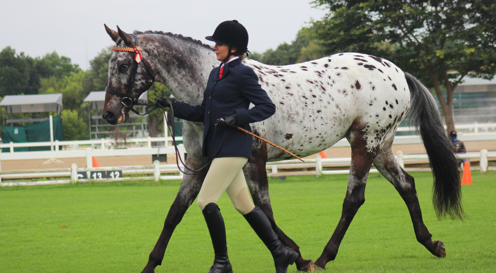 Horse Showing Training by Equine Lingo