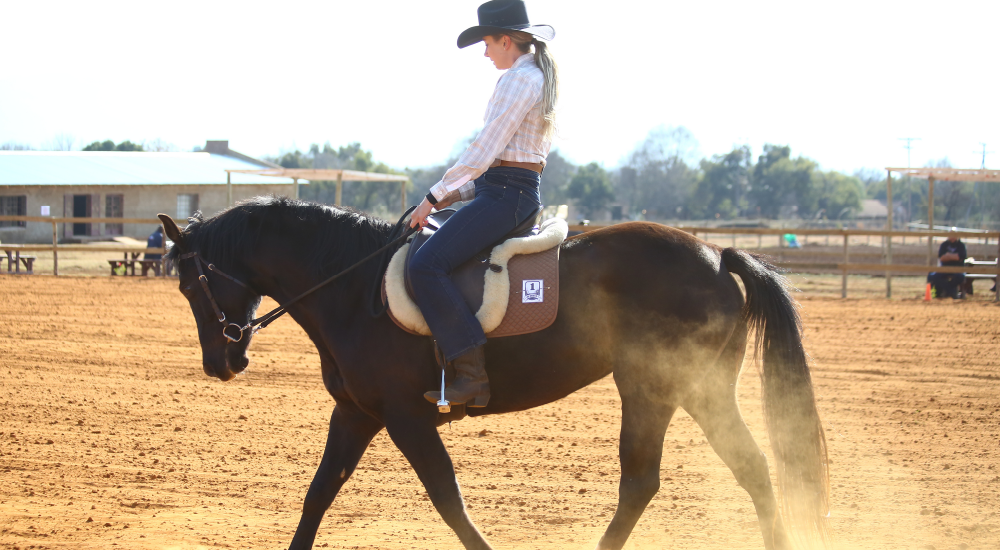 Horse Dressage Training by Equine Lingo