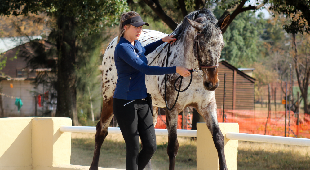 Horse Groundwork Training by Equine Lingo