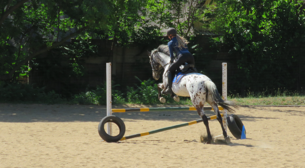 Horse Show Jumping Training by Equine Lingo